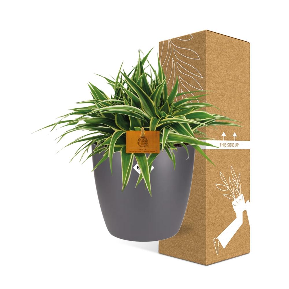 Chlorophytum Ocean 15cm im ELHO Brussels Topf anthrazit