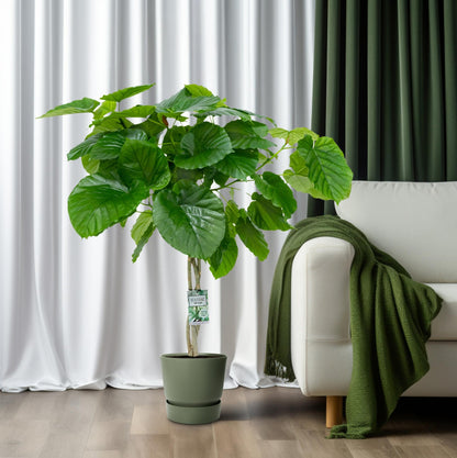 Ficus Umbellata Geflochten – 120 cm pflegeleichte Zimmerpflanze