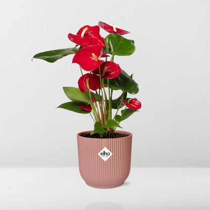 Anthurium Red 12cm in ELHO Vibes Fold 14cm rosa – Tropische Eleganz für Ihr Zuhause