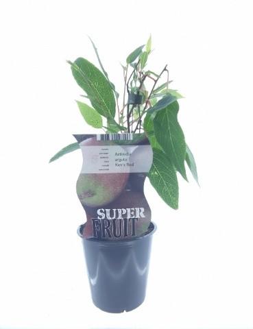 Rote Kiwi 'Ken's Red' – Exotische Kletterpflanze Ø12cm