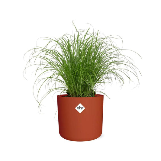 Cyperus alternifolius Schirmgras in ELHO b.for soft 14cm Brique