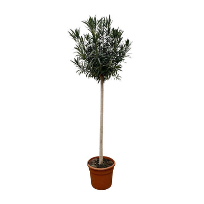 Nerium Oleander auf Stamm mit weißen Blüten – 170 cm