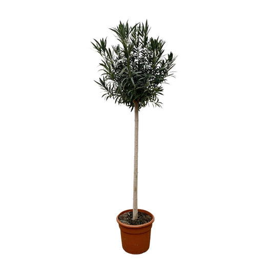 Nerium Oleander auf Stamm mit weißen Blüten – 170 cm