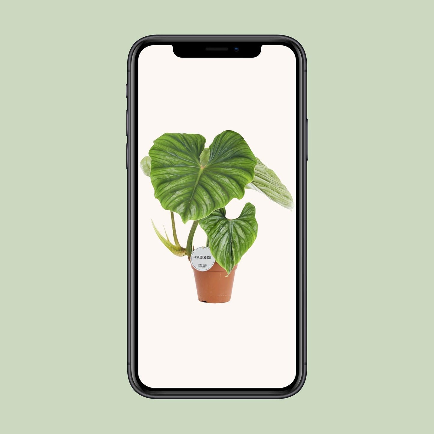 Philodendron Plowmanii – Pflegeleichte Tropenpflanze Ø15cm