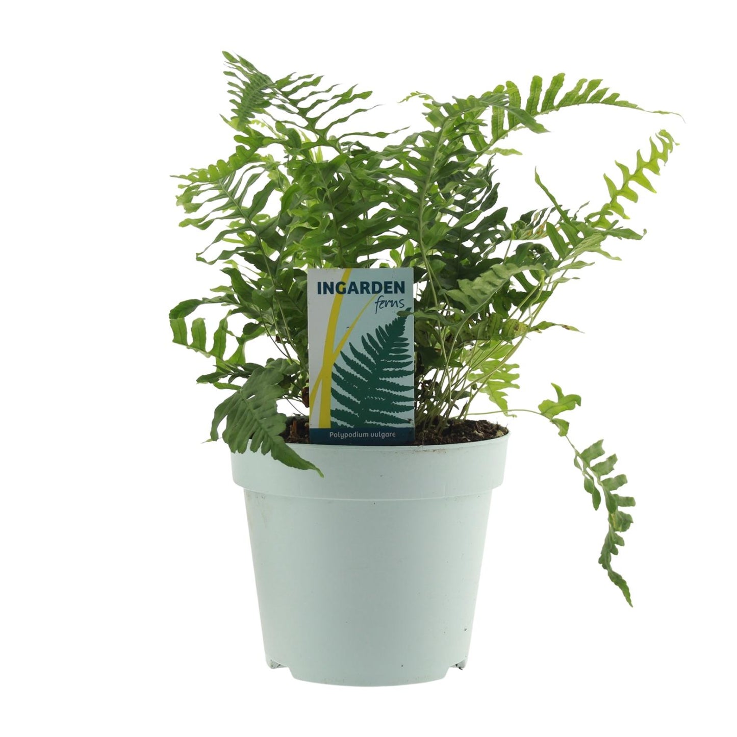 Polypodium Vulgare – Pflegeleichter Farn Ø17cm