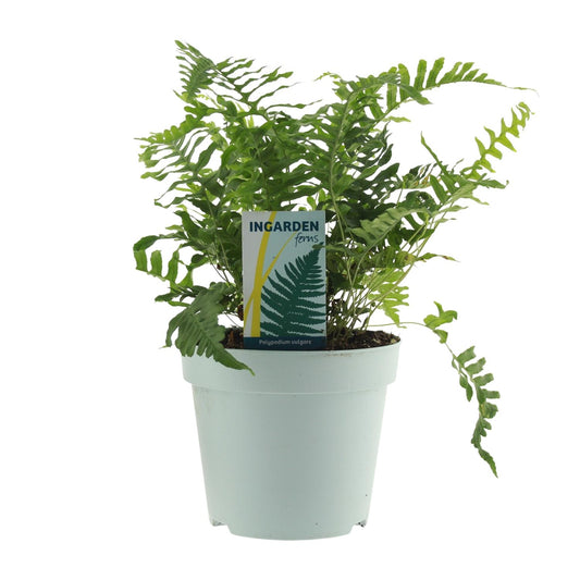 Polypodium Vulgare – Pflegeleichter Farn Ø17cm