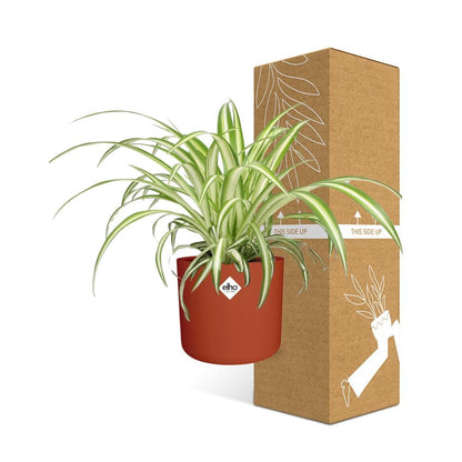 Chlorophytum Comosum Variegatum – pflegeleichte Zimmerpflanze 14cm