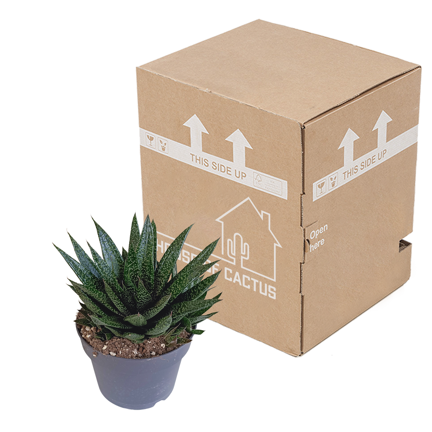 Gasteria 'd Due – Pflegeleichte Zimmerpflanze 17 cm