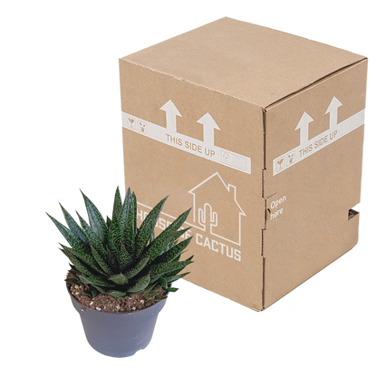 Gasteria 'd Due – Pflegeleichte Zimmerpflanze 17 cm