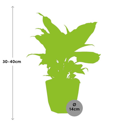 Dieffenbachia ‘Camilla’ – Pflegeleichte Zimmerpflanze 14 cm