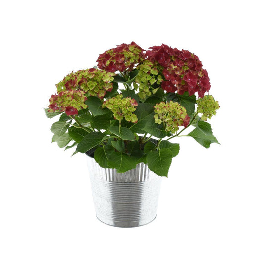Hortensie Bol Red – Pflegeleichte Blühpflanze im Zinktopf