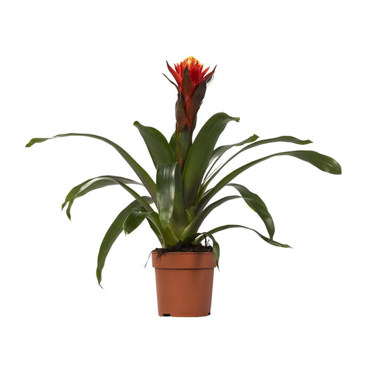 Guzmania Happiness – Tropische, pflegeleichte Zimmerpflanze Ø12 cm