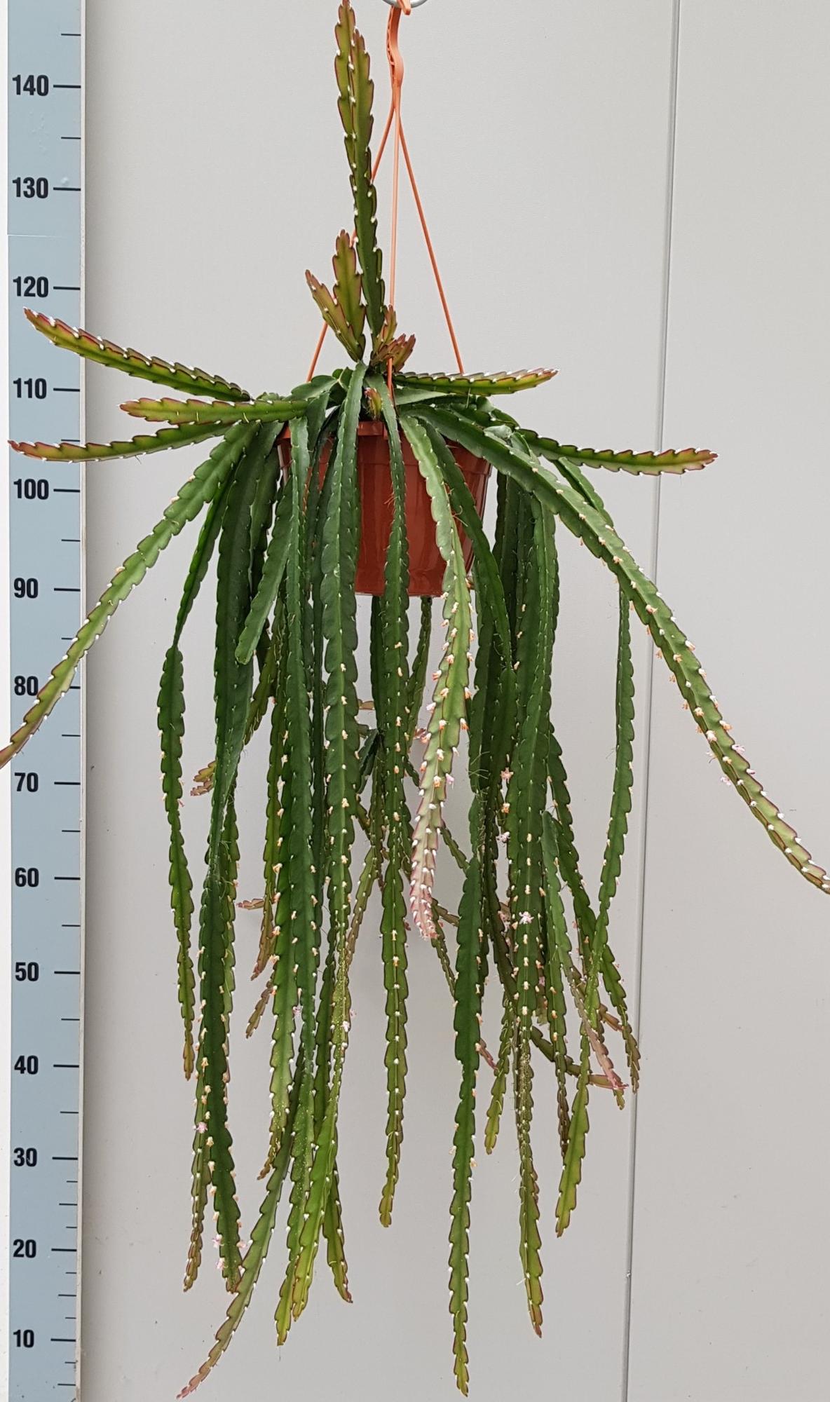 Lepismium Cruciforme Rojo – Pflegeleichte luftreinigende Zimmerpflanze