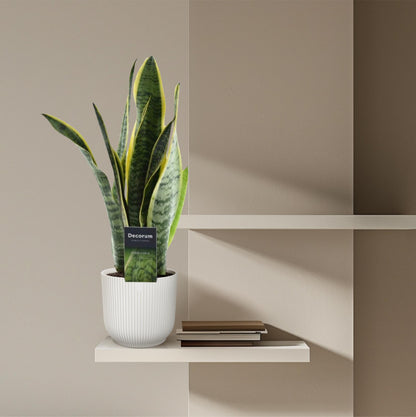 Sansevieria Laurentii – Pflegeleichter Bogenhanf 45 cm