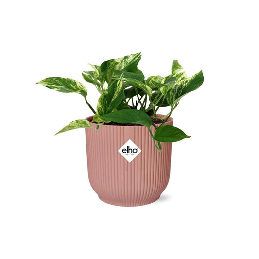 Scindapsus Marble Queen in ELHO Vibes Fold 14cm rosa