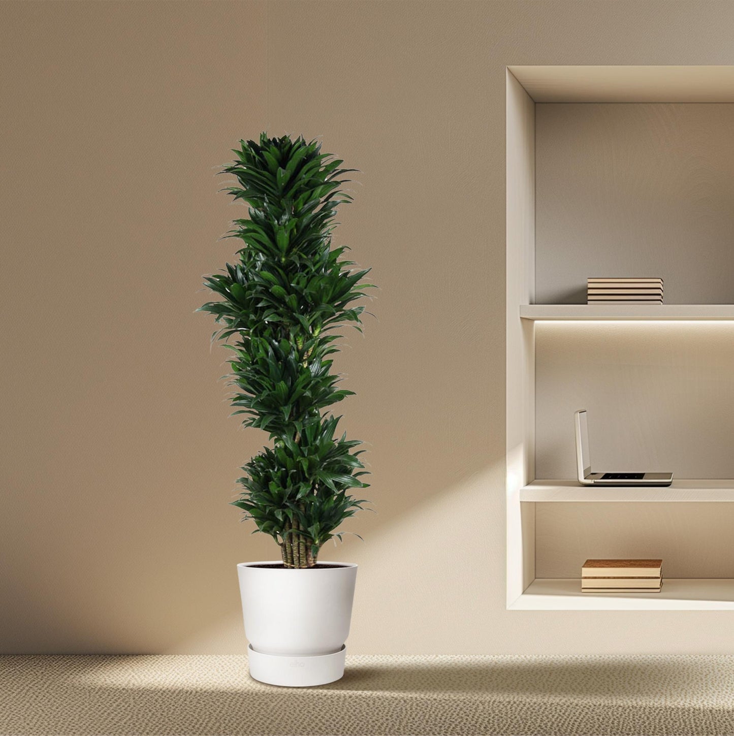 Dracaena Compacta – 170 cm – pflegeleichte Zimmerpflanze
