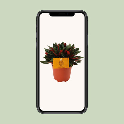 Peperomia Caperata Rosso – kompakte, pflegeleichte Zimmerpflanze Ø11cm
