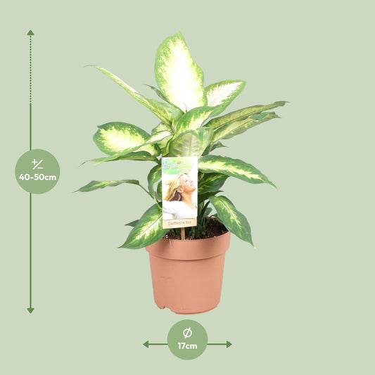 Dieffenbachia Camilla – Pflegeleichte Zimmerpflanze 45 cm