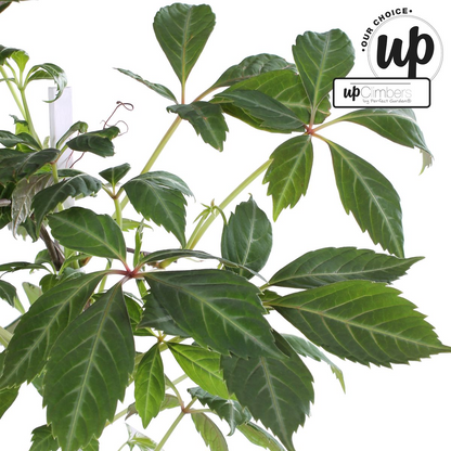 Parthenocissus henryana – Farbintensives Kletterwunder Ø15cm