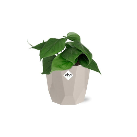 Herzblatt-Pflanze Philodendron Scandens – Pflegeleicht & Dekorativ
