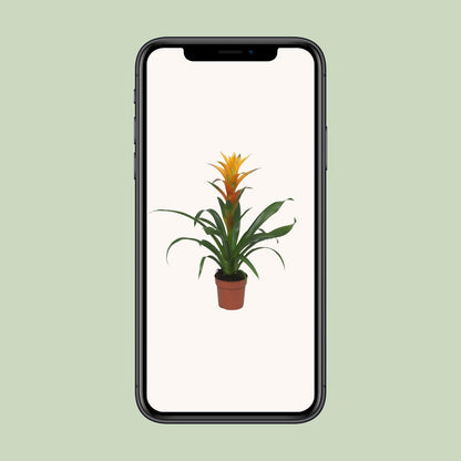 Guzmania Solara – Pflegeleichte tropische Zimmerpflanze Ø12cm