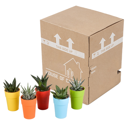 Gasteria & Haworthia Sukkulenten-Mix, 5er Set