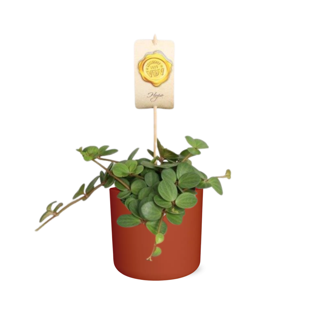 Peperomia ‘Hope’ in ELHO b.for soft rond 14cm brique