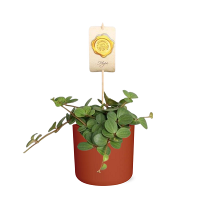 Peperomia ‘Hope’ in ELHO b.for soft rond 14cm brique
