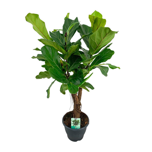 Ficus Lyrata – Geigenfeige Ø26cm, ca. 100cm hoch