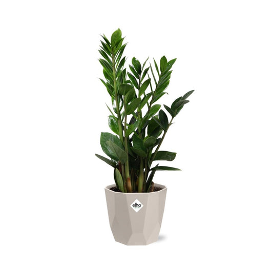 Zamioculcas (ZZ-Pflanze) im ELHO b.for rock Übertopf 14 cm, warm grey
