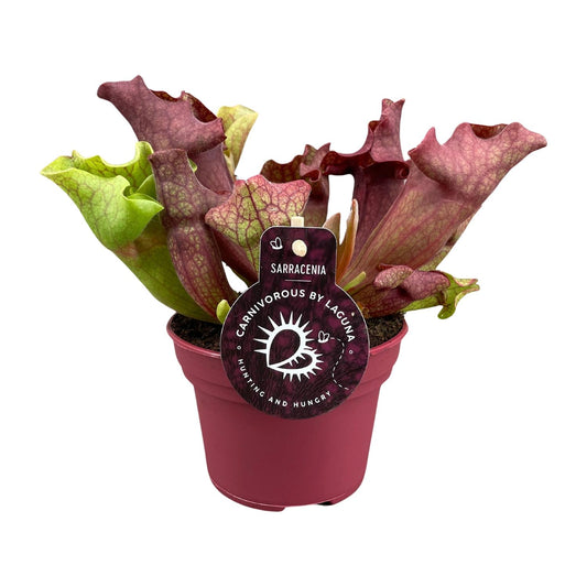 Sarracenia Kannenpflanze Ø12 cm, Höhe 20 cm – Exotisch & Pflegeleicht