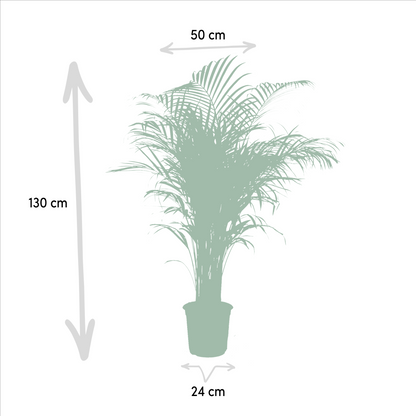 Areca-Palme Ø21cm – Luftreinigende tropische Zimmerpflanze bis 130cm