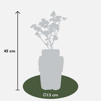 Dornenlose Brombeere 'Black Satin' – Ø13cm, ca. 45cm