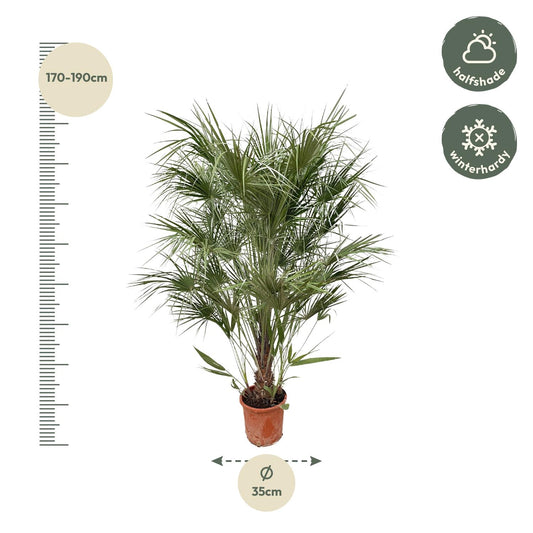 Chamaerops Humilis – Mediterrane Zwergpalme 170 cm