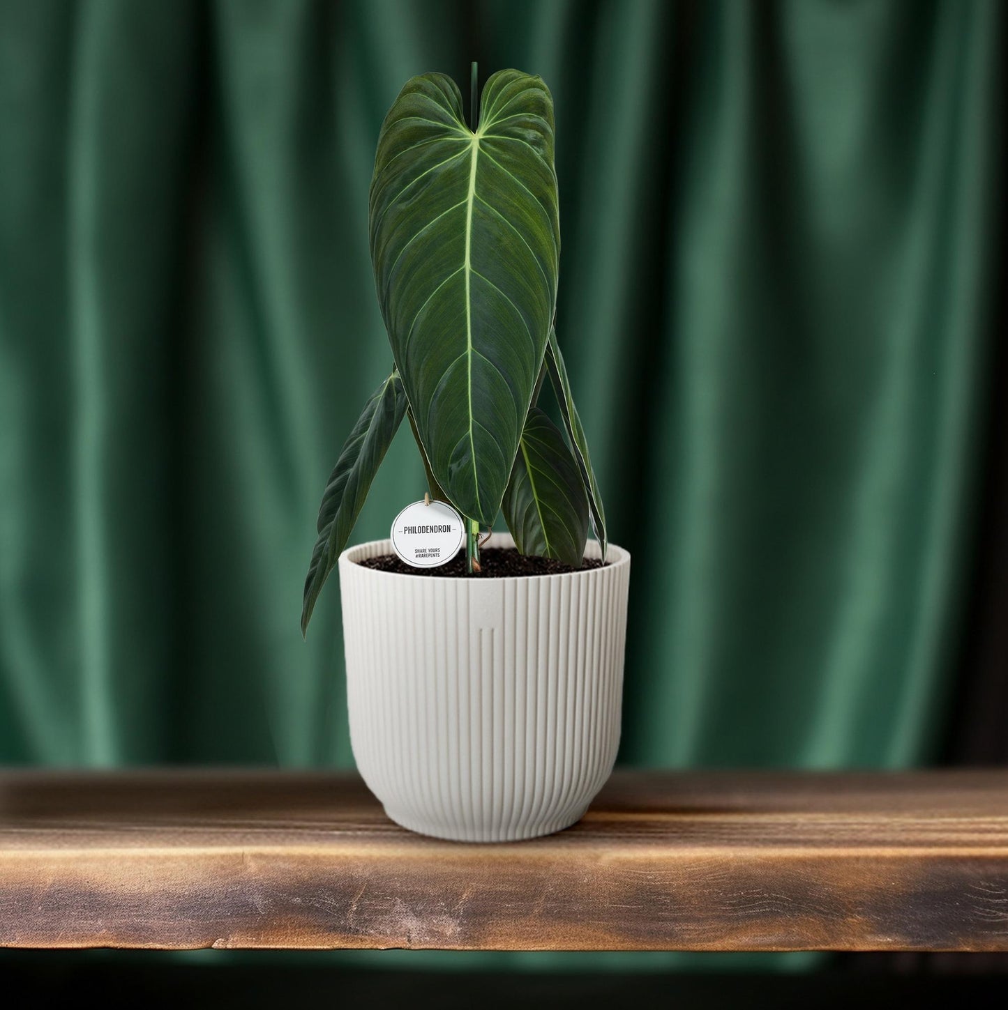 Philodendron Melanochrysum – Pflegeleichte tropische Zimmerpflanze Ø21cm