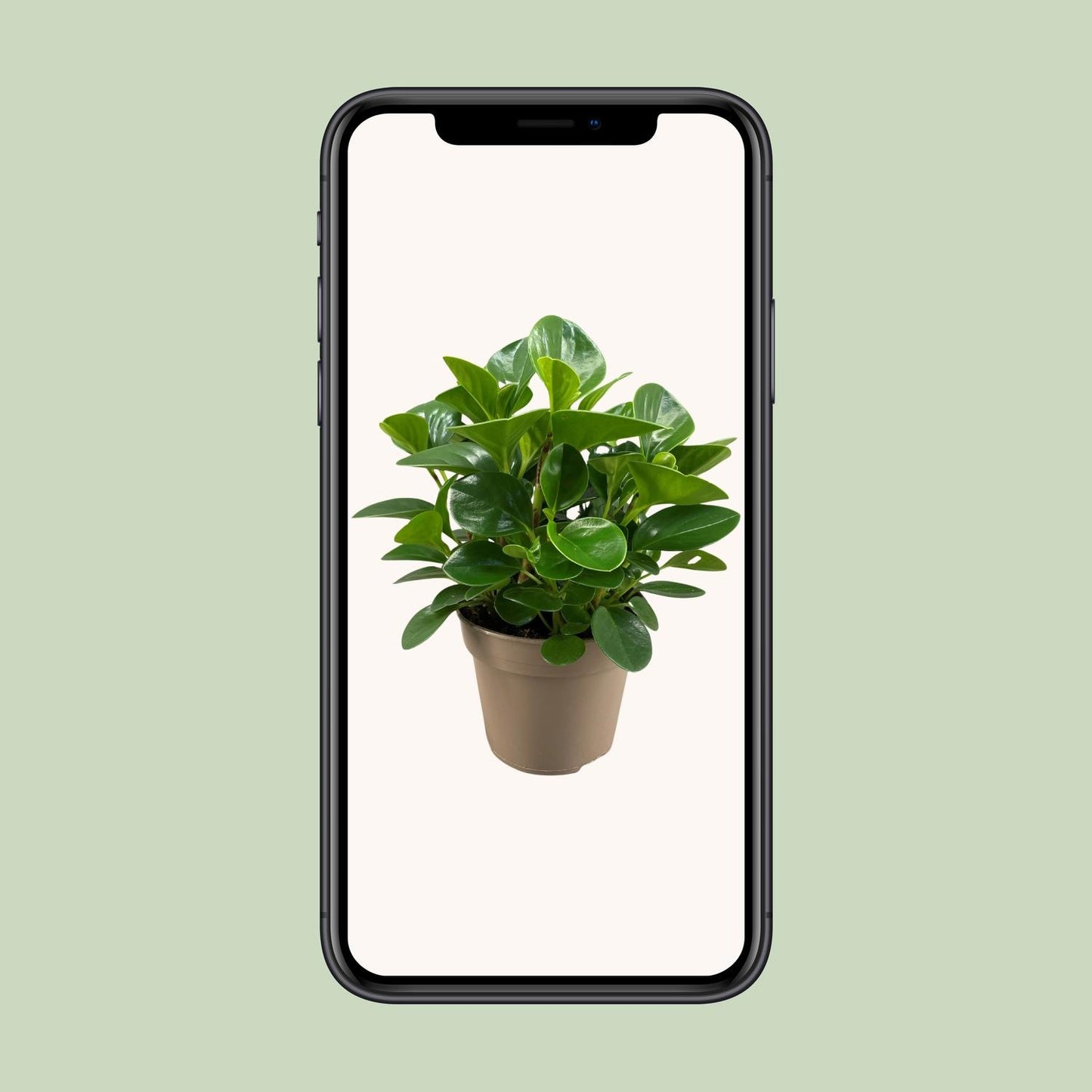 Peperomia Obtusifolia Green Gold - Ø15cm - ↕30cm