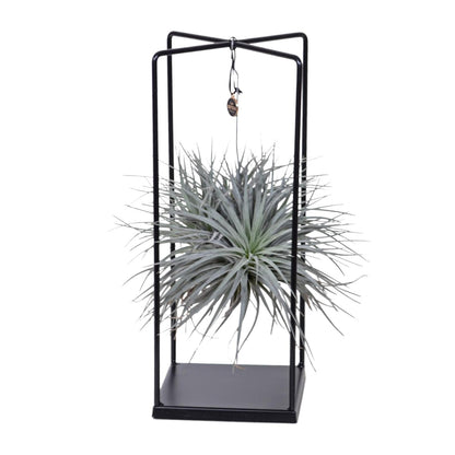 Tillandsia Mix – Pflegeleichte Luftpflanze Ø 20 cm