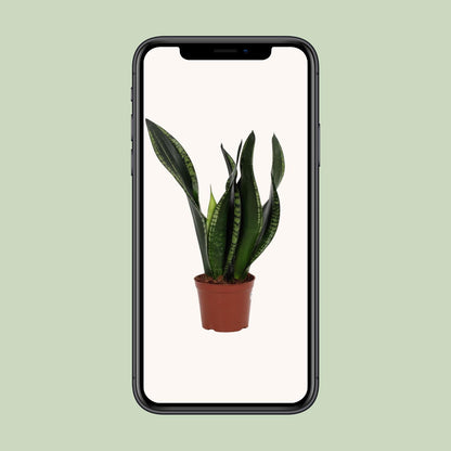 Sansevieria Whitney – Pflegeleichte Schwiegermutterzunge 12 cm