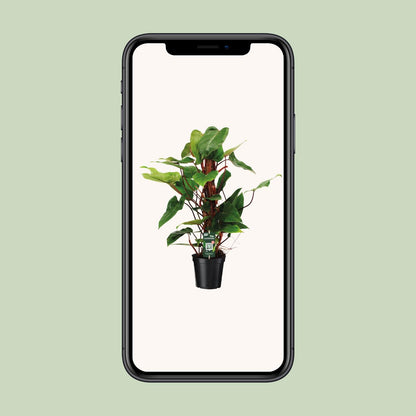Philodendron Red Emerald – Pflegeleichte Zimmerpflanze Ø19cm