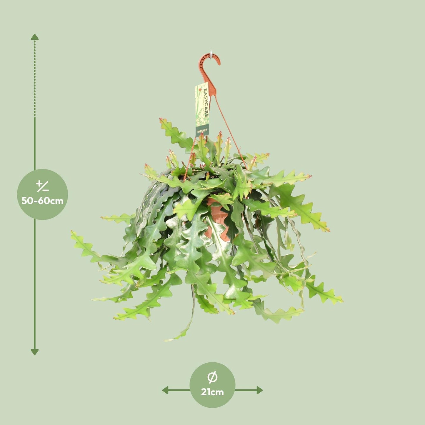 Selenicereus Anthonyanus - Luftreinigende Zimmerpflanze Ø21 cm