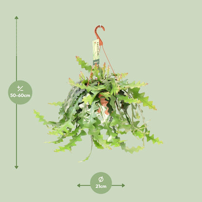 Selenicereus Anthonyanus - Luftreinigende Zimmerpflanze Ø21 cm