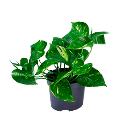 Efeutute Ø12 cm – Pflegeleichte Rankpflanze 20 cm