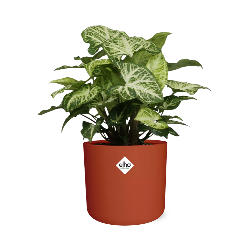 Syngonium Arrow – Pfeilblatt-Efeu in ELHO b.for soft Rond 14cm Brique