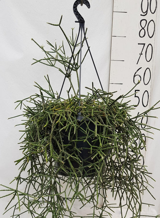 Rhipsalis Pilocarpa – pflegeleichte Trendpflanze 25cm
