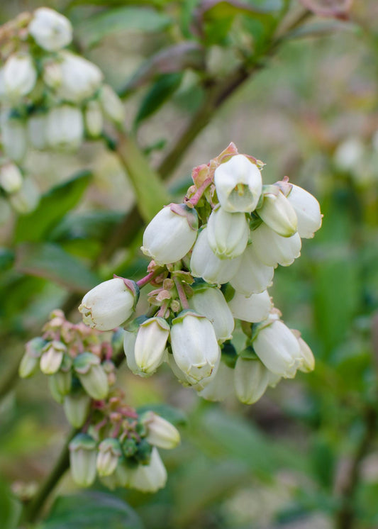 5x Bio-Blaubeeren Vaccinium corymbosum 'Brigitta Blue' 45cm