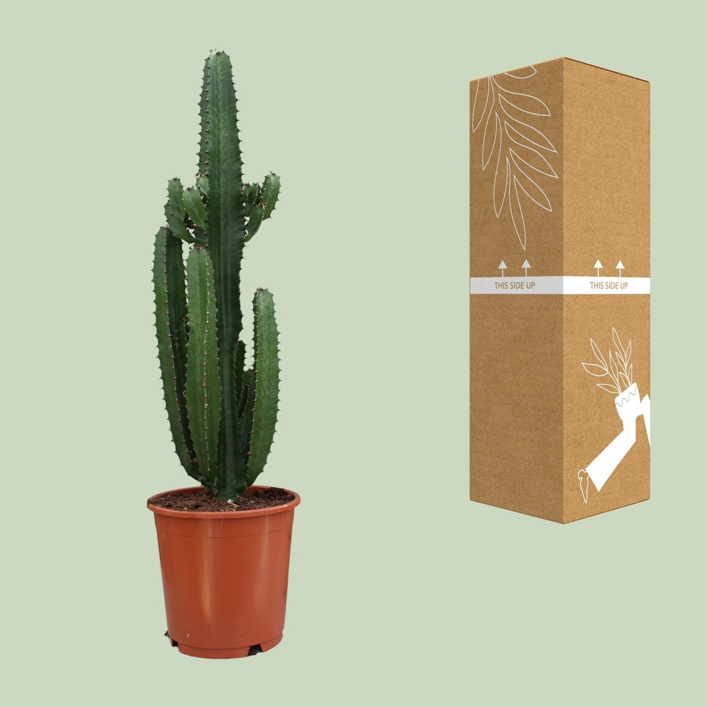 Euphorbia Trigona Rubra – Pflegeleichte, luftreinigende Zimmerpflanze Ø24cm