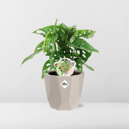 Monstera ‘Monkey Leaf’ in ELHO b.for rock 14 cm warm grey