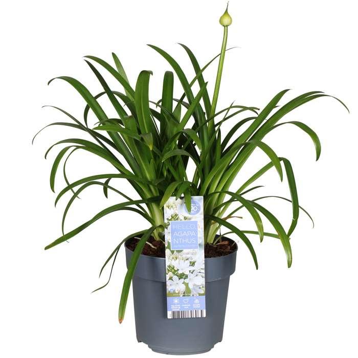 Agapanthus 'Ever White' – Weiße Blütenpracht Ø19cm