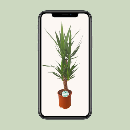 Yucca – Pflegeleichte Zimmer- und Gartenpflanze Ø21cm
