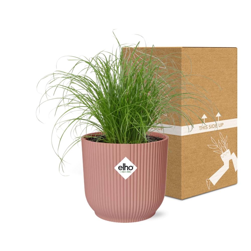 Cyperus Alternifolius Zumula im ELHO Vibes Fold 14cm rosa